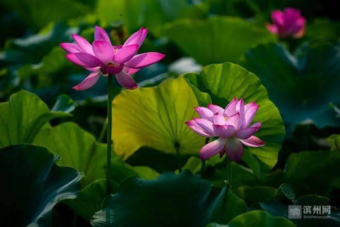 包含滨州金荷花：打出团队实力瞄准好成绩的词条